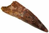 Fossil Spinosaurus Tooth - Real Dinosaur Tooth #354786-1
